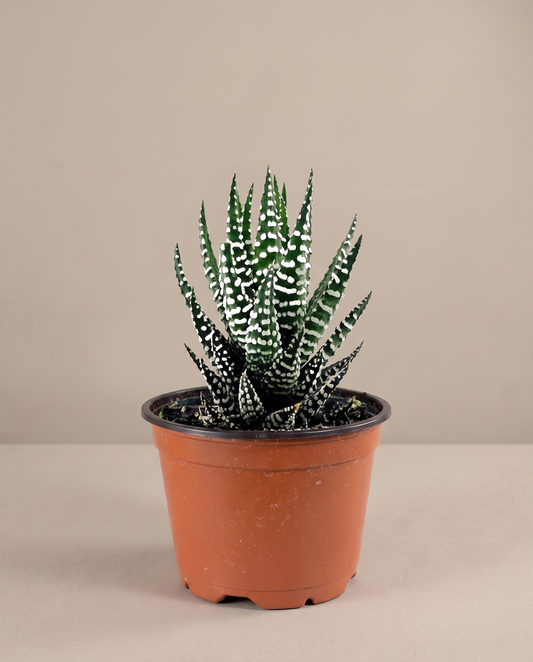 Zebra haworthia in a grow pot, front studio, Single