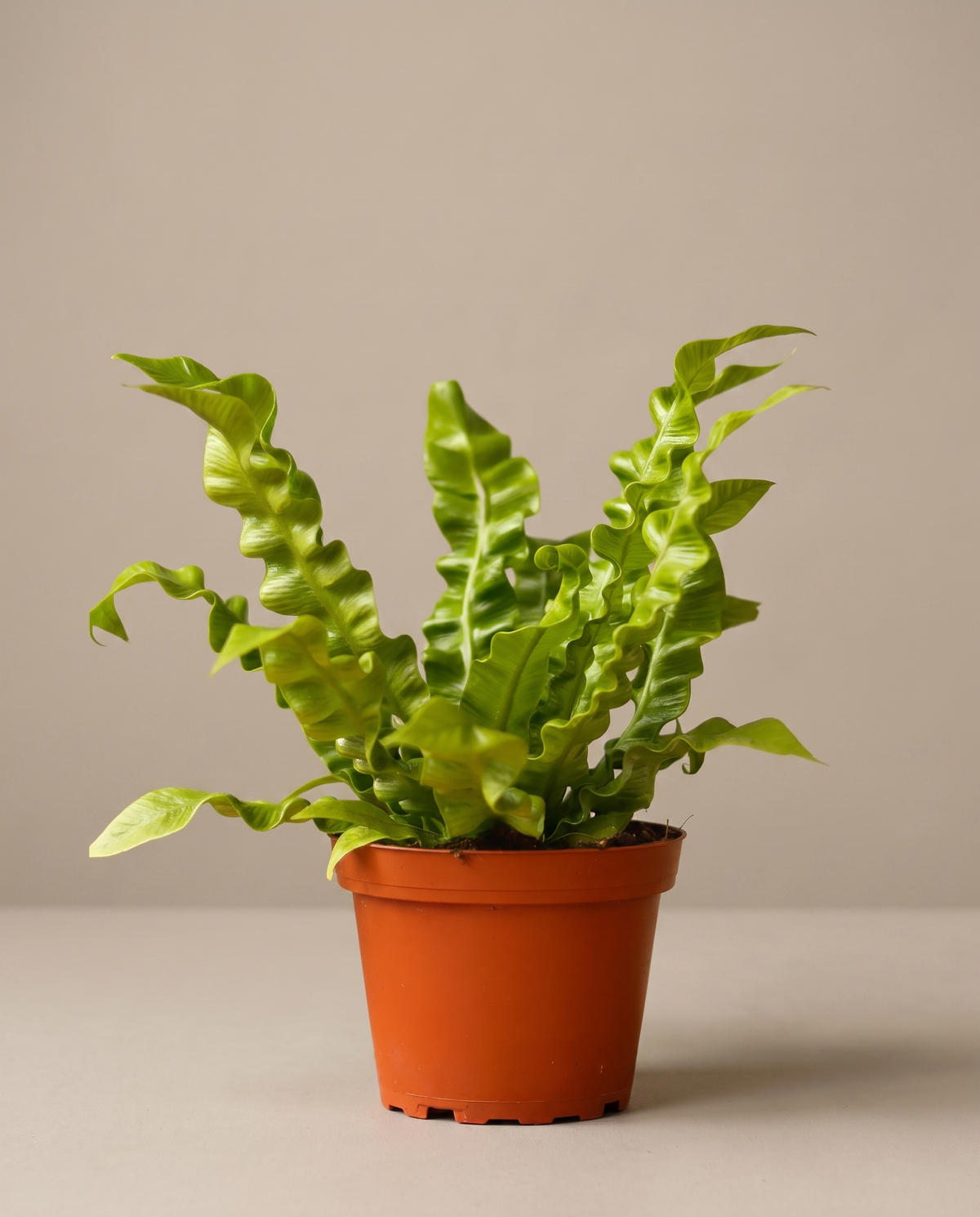 Crispy Wave fern in a grow pot, front studio, Small