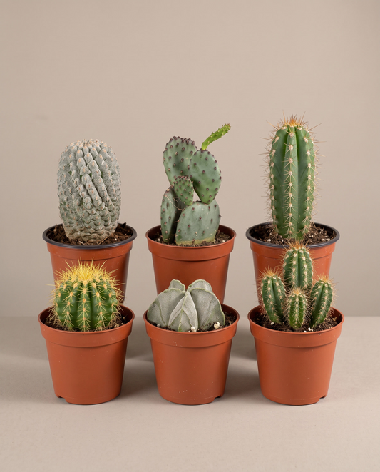 Large cactus bundle 6-pack in grow pots, front studio