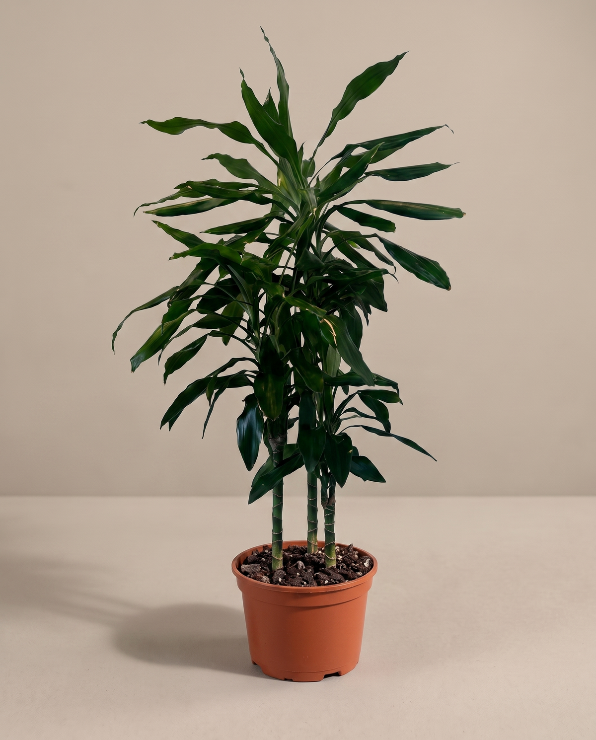 Dracaena Green in a grow pot, front studio