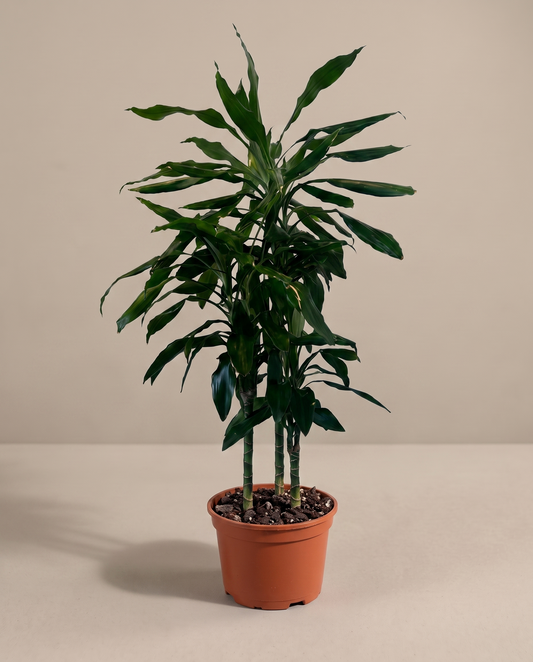 Dracaena Green in a grow pot, front studio