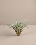 Tillandsia Multifloral – Rare Blooming Air Plant