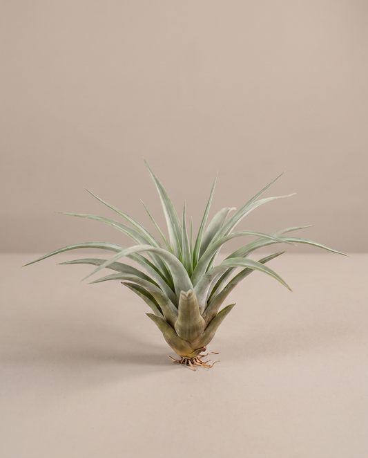 Tillandsia Multifloral, single, no pot