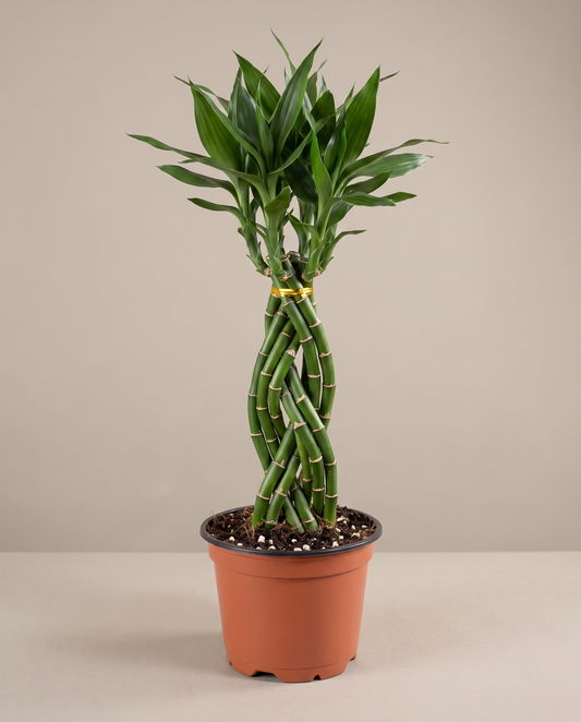 Cobra bamboo in a grow pot, front studio, Large 9 stems