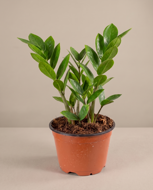 ZZ plant in a grow pot, front studio, Medium