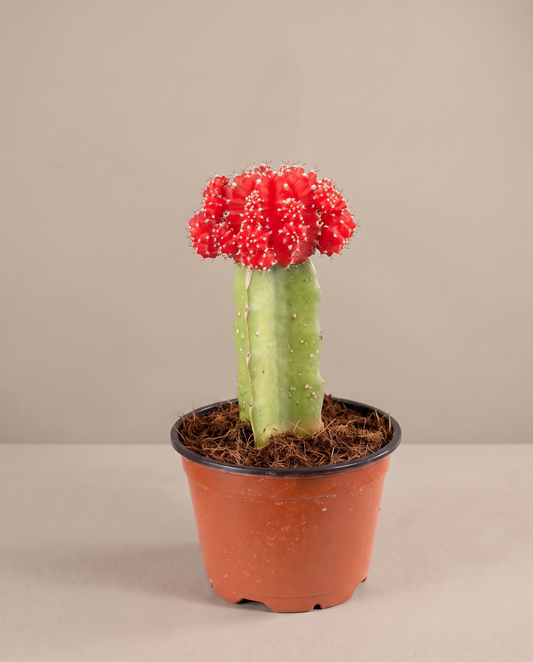 Moon cactus in a grow pot, front studio, Red