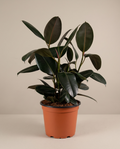 Rubber Plant in growing pot