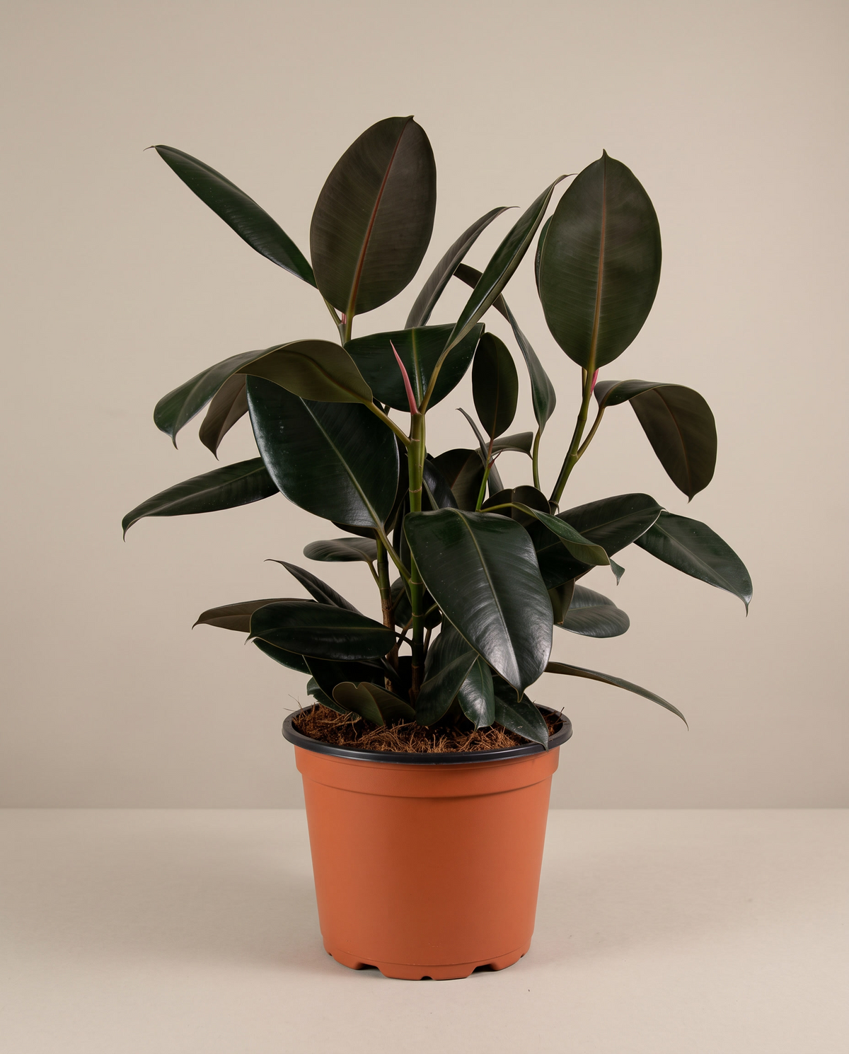 Rubber plant in a grow pot, front studio