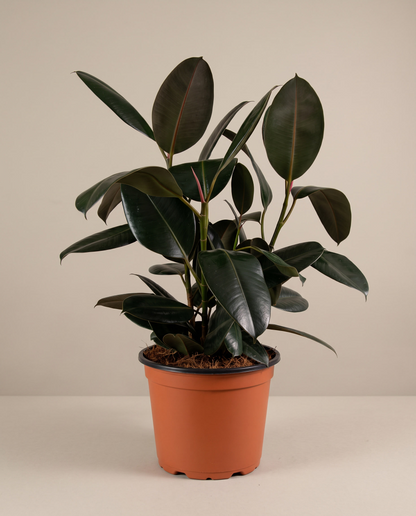 Rubber plant in a grow pot, front studio