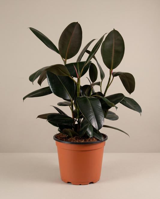 Rubber plant in a grow pot, front studio