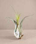 Tillandsia Caput Medusae – Medusa Air Plant