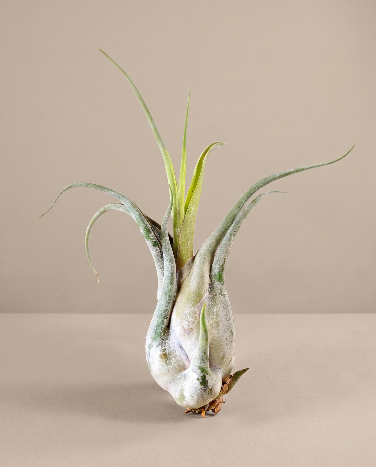 Tillandsia Caput Medusae, single, no pot