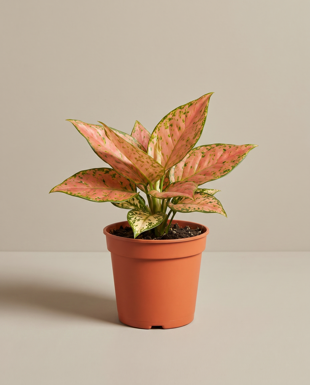 Aglaonema in a grow pot, front studio