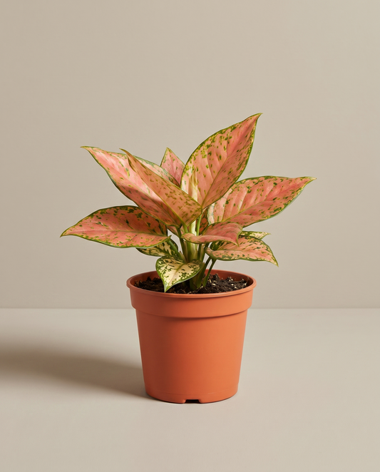 Aglaonema in a grow pot, front studio