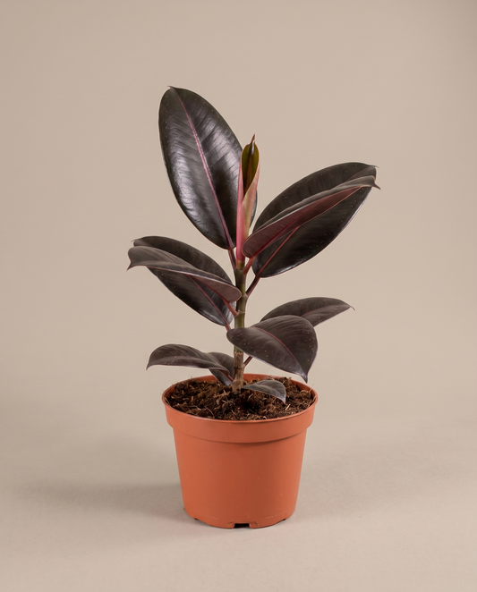 Ficus rubber plant in a grow pot, front studio, Medium