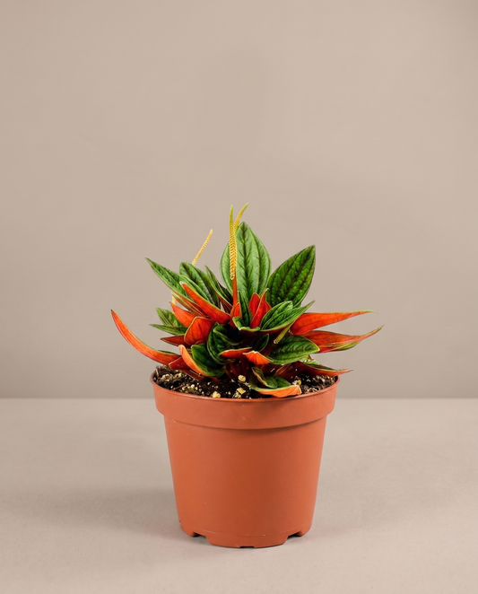 Peperomia Rosso in a grow pot, front studio, Small