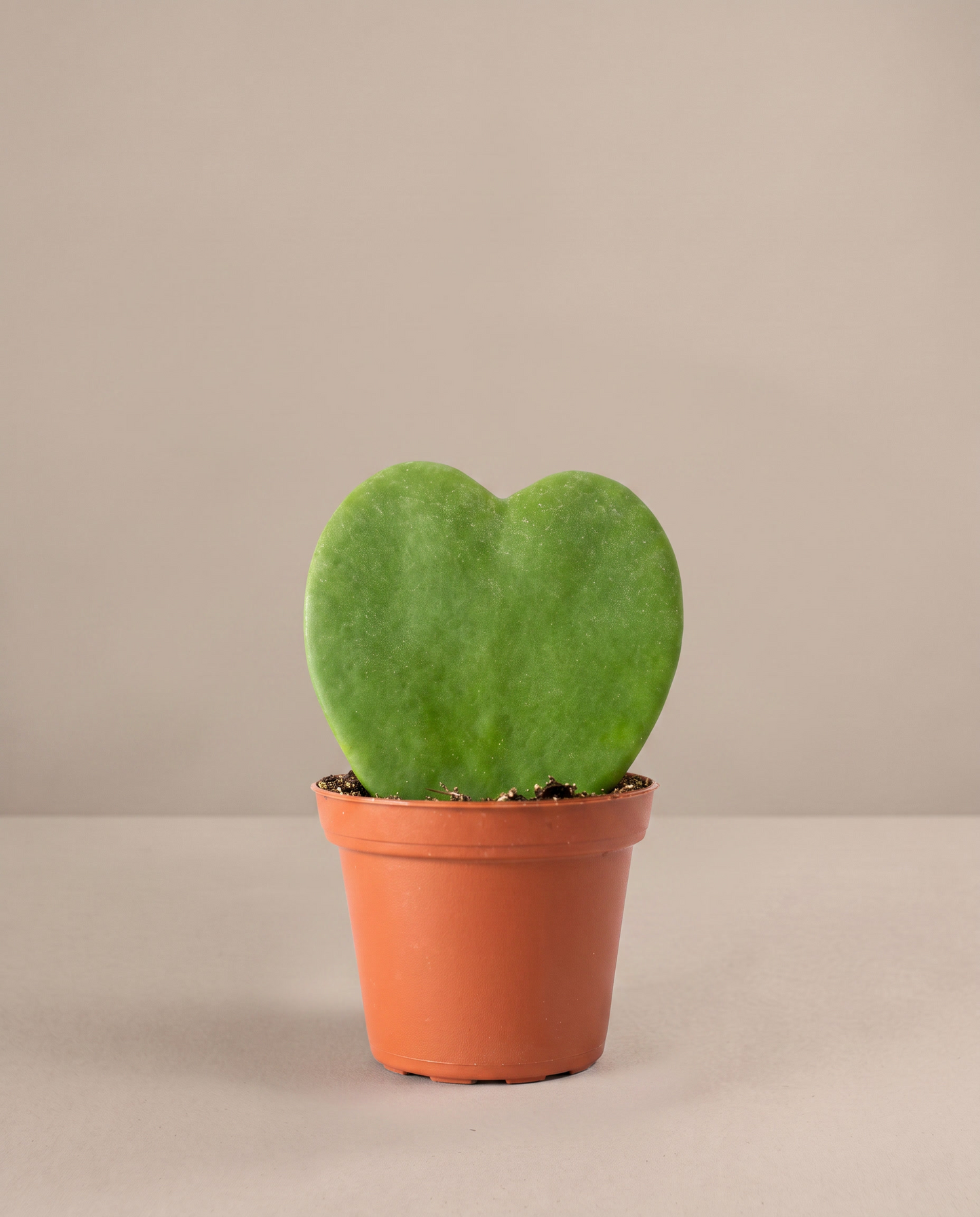 Hoya heart in a grow pot, front studio