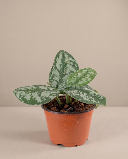 Silver satin pothos in a grow pot, front studio, Small