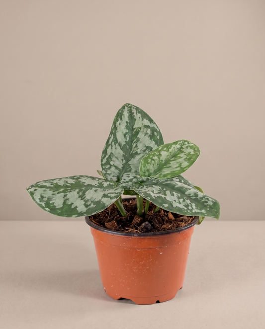 Silver satin pothos in a grow pot, front studio, Small