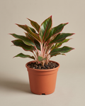 6”Aglaonema Red Siam