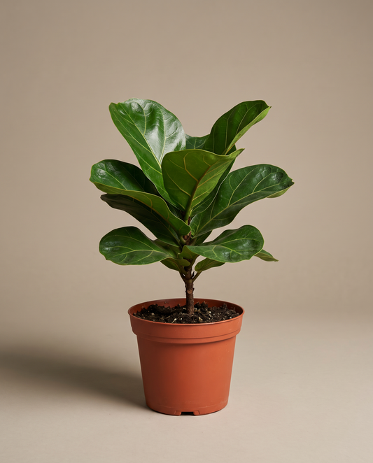 Fiddle leaf fig in a grow pot, front studio, Medium