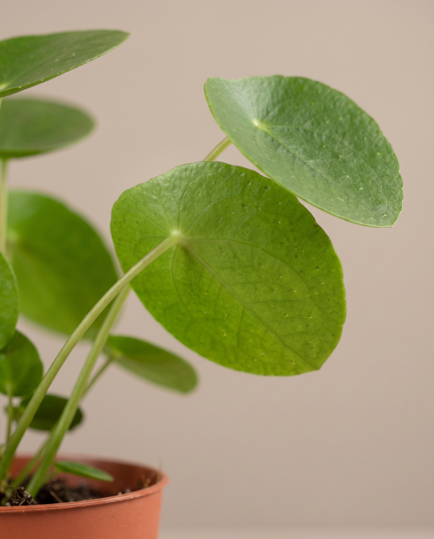 Pilea pancake leaf, close-up