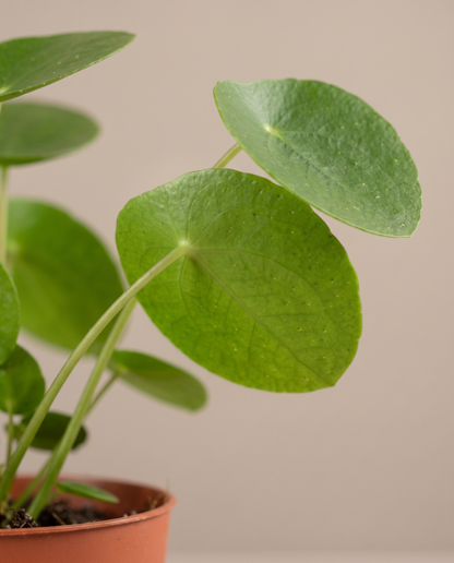 Pilea pancake leaf, close-up