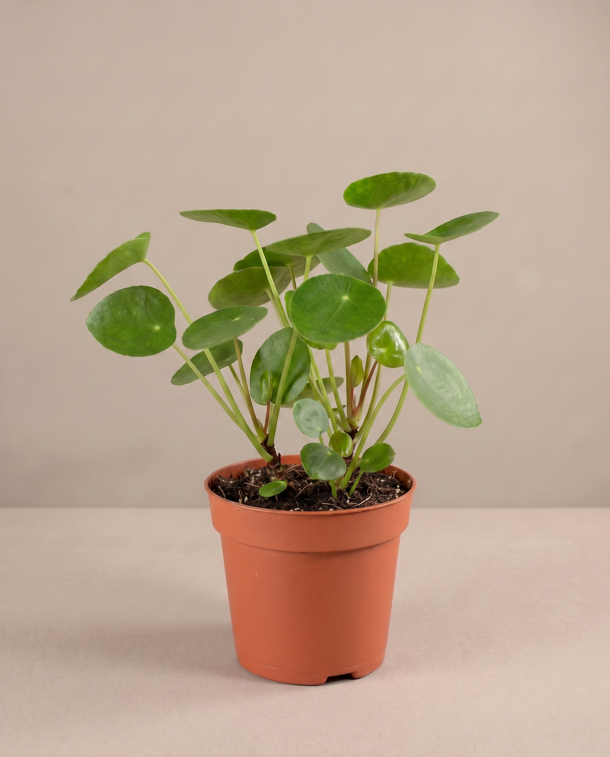 Pilea in a grow pot, three-quarter, Small