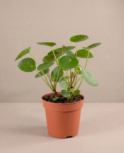 Pilea in a grow pot, three-quarter, Small