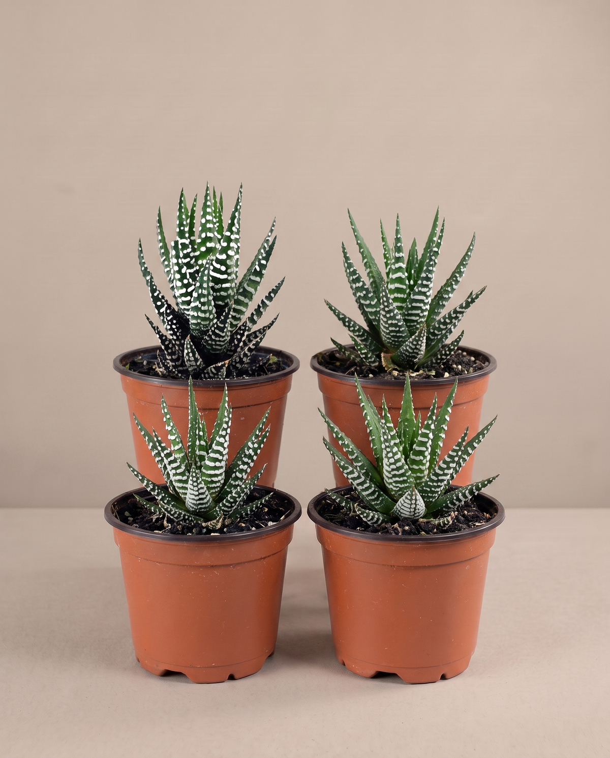 Zebra haworthia 4-pack in grow pots, front studio