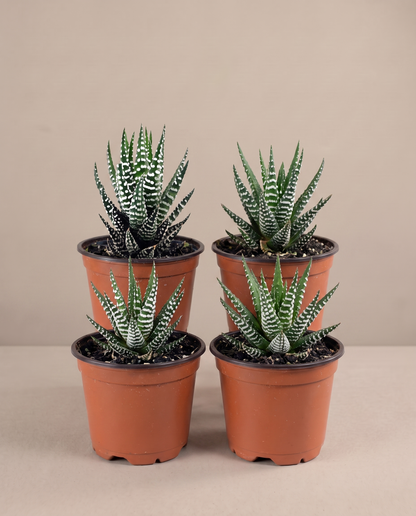 Zebra haworthia 4-pack in grow pots, front studio