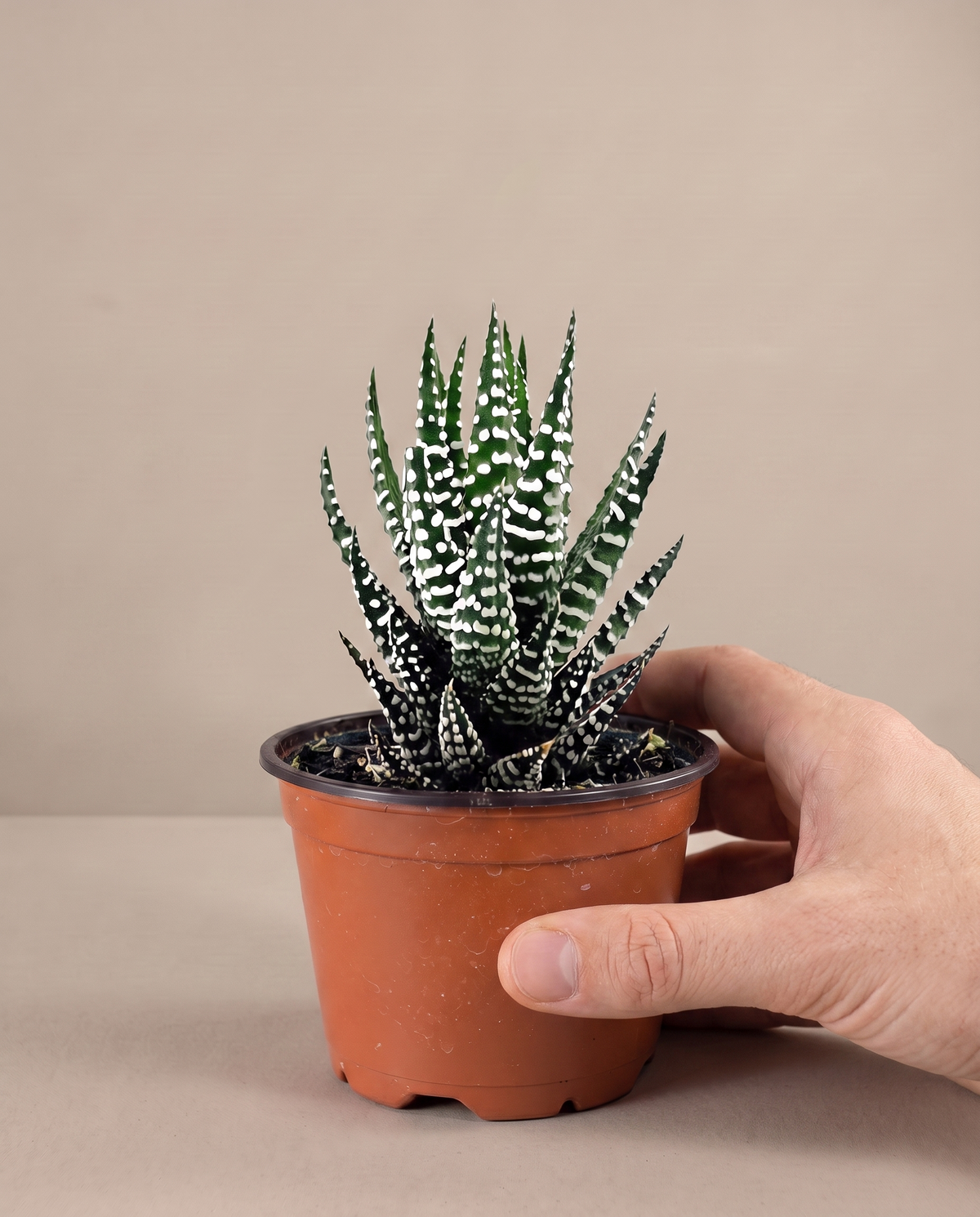 Zebra haworthia in a grow pot, hand for scale, Single