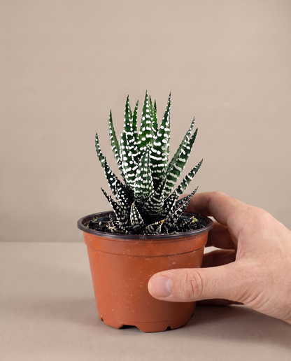 Zebra haworthia in a grow pot, hand for scale, Single