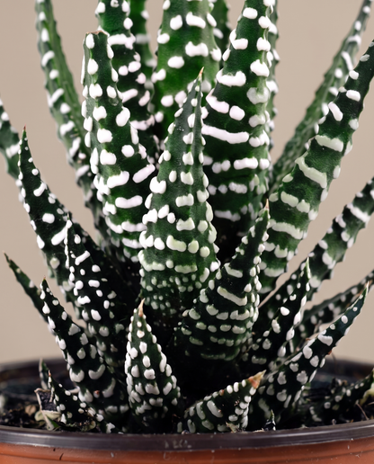 Zebra haworthia, close-up
