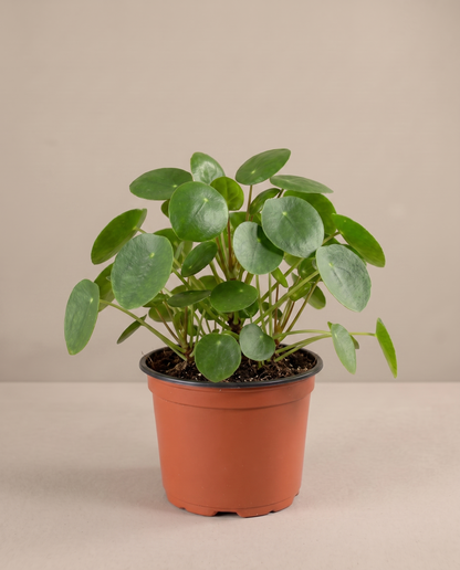 Pilea in a grow pot, front studio, Medium