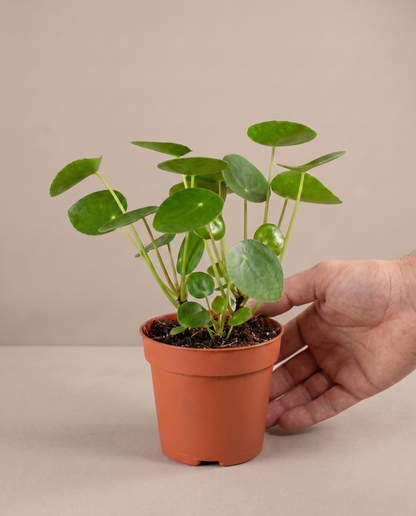 Pilea in a grow pot, hand for scale, Small