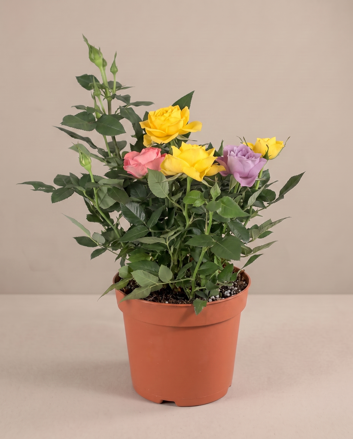 Mini rose in a grow pot, three-quarter, Small