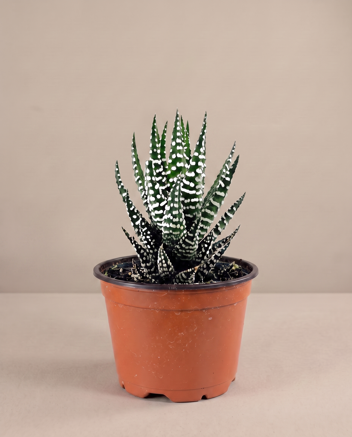 Zebra haworthia in a grow pot, three-quarter, Single