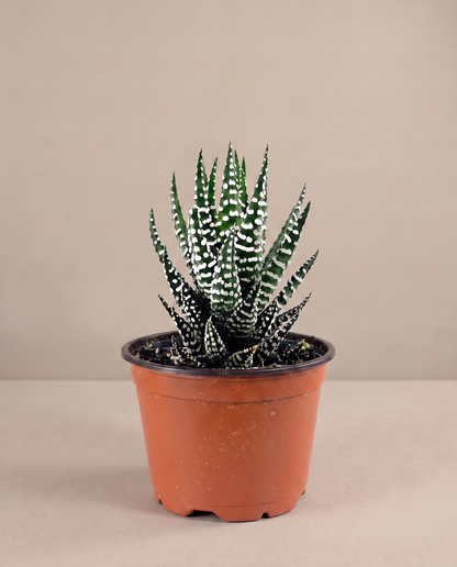 Zebra haworthia in a grow pot, three-quarter, Single