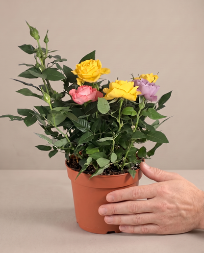 Mini rose in a grow pot, hand for scale, Small