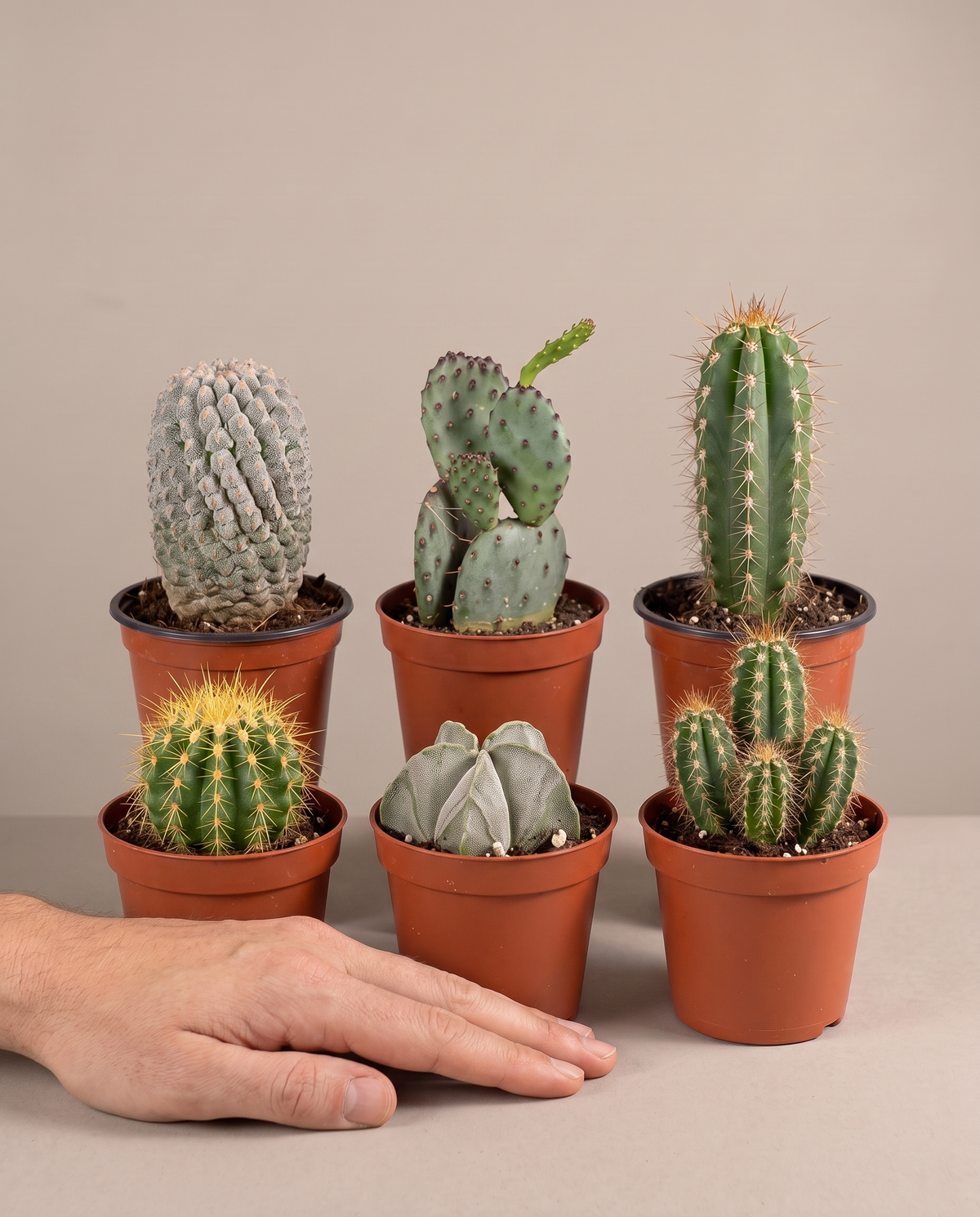 Large cactus bundle in a grow pot, hand for scale