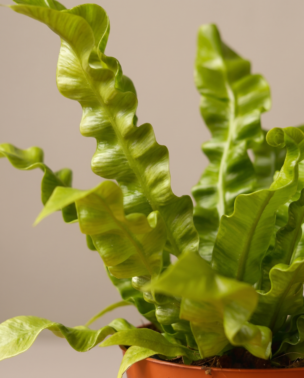 Crispy Wave fern fronds, close-up