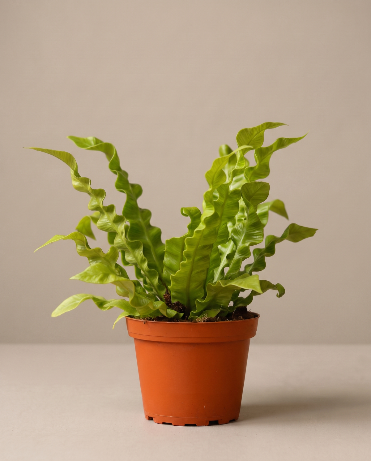 Crispy Wave fern in a grow pot, three-quarter, Small