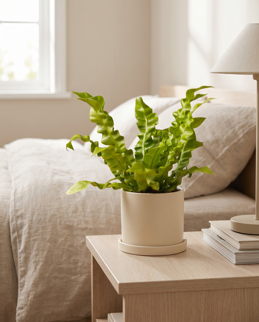 Crispy Wave fern in a decorative ceramic, styled in a room