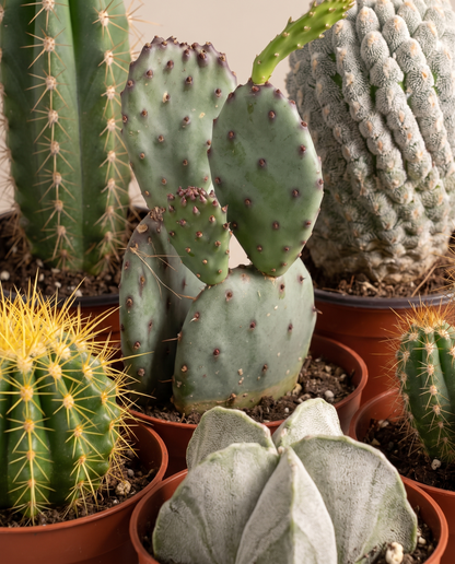 Large cactus bundle mix, close-up