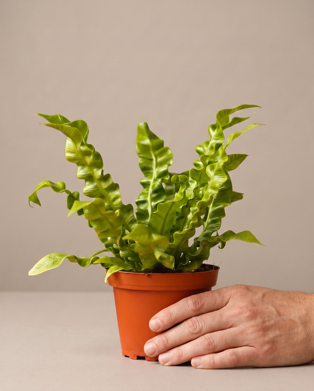 Crispy Wave fern in a grow pot, hand for scale, Small