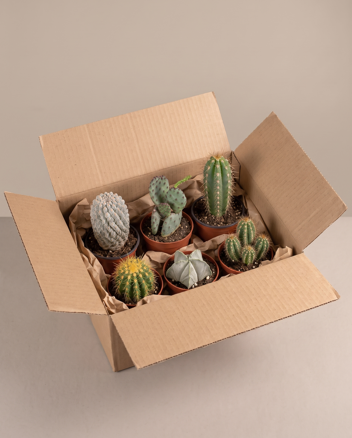 Large cactus bundle 6-pack as it ships