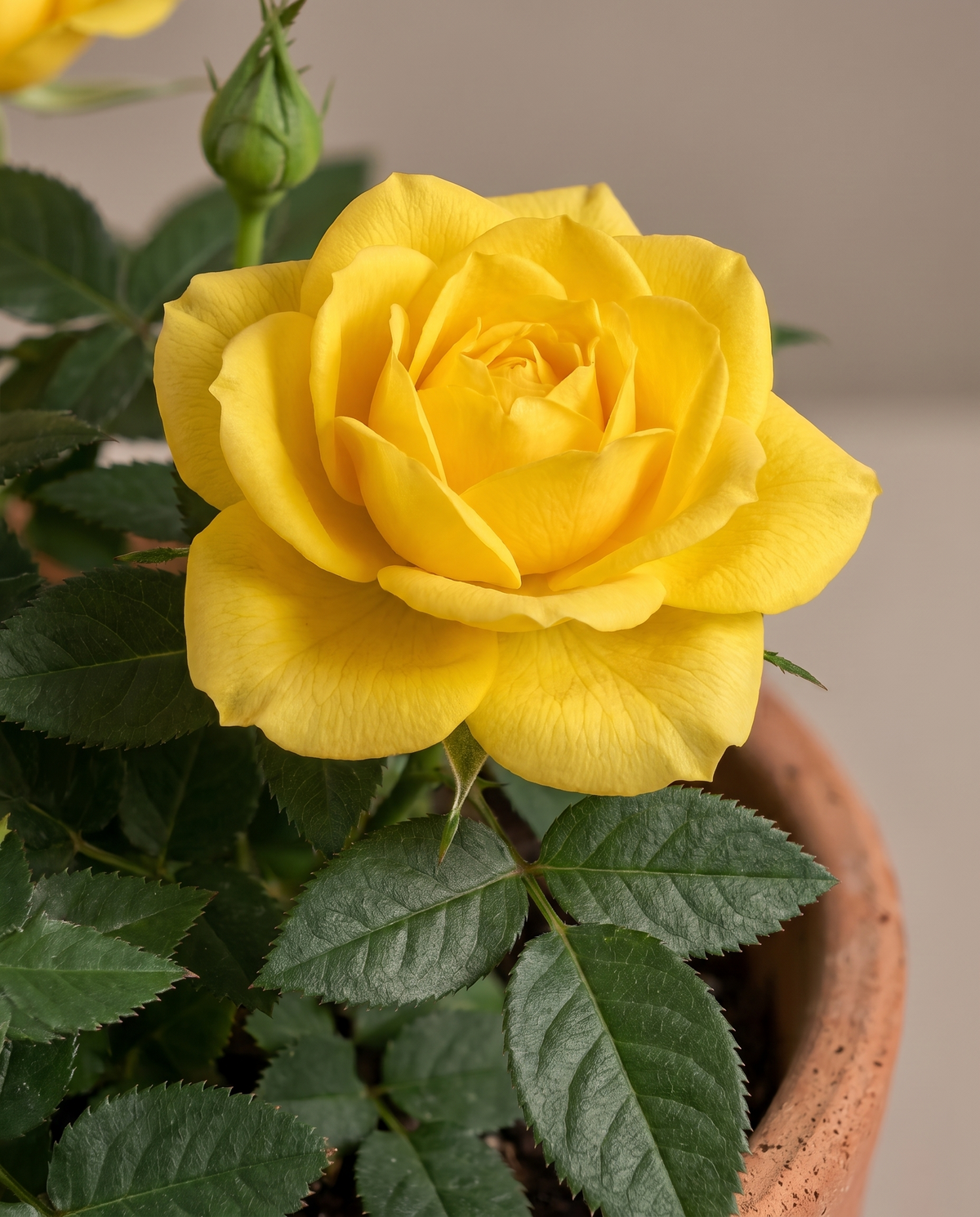 Mini rose bloom, close-up