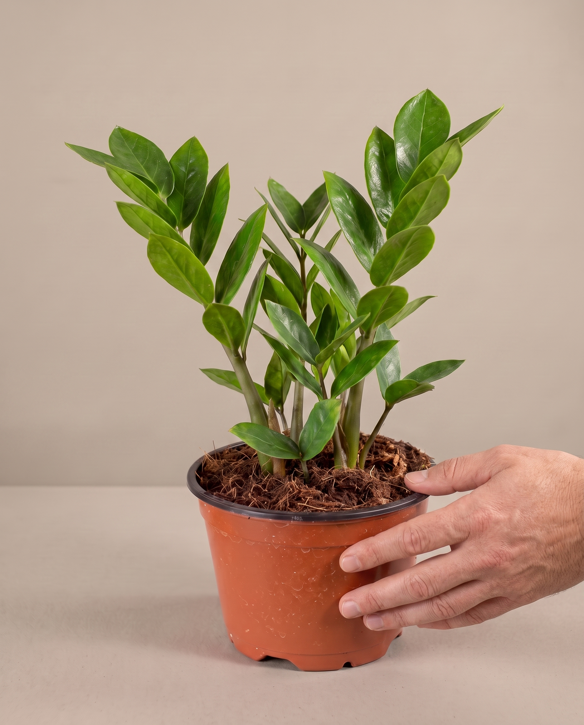 ZZ plant in a grow pot, hand for scale, Medium