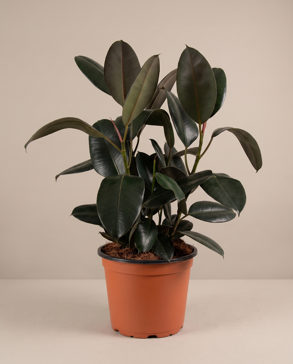 Rubber plant in a grow pot, three-quarter